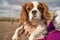 Spotted Spaniel with long curly ears sits on hands