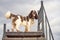 Spotted Spaniel stands on training ladder