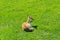 Spotted Spanish Fallow deer in field