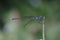 Spotted Spreadwing Damselfly