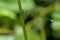 Spotted Spreadwing Damselfly - Lestes congener