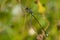 Spotted Spreadwing Damselfly - Lestes congener