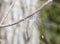 A Spotted Spreadwing Lestes congener Damselfly Hangs from a Branch