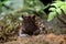 The spotted stream frog  Hylarana picturata inside a bush