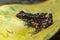 Spotted stream frog sitting in the yellow leaf