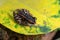 Spotted stream frog sitting in the yellow leaf