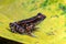 Spotted stream frog sitting in the yellow leaf