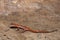 Spotted-tail Cave Salamander