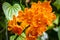 Spotted Tangerine Orchid Flowers