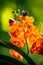 Spotted Tangerine Orchid Flowers