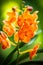 Spotted Tangerine Orchid Flowers