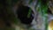 Spotted Tarantula Spider Theraphosidae Hiding in Hole. Jungle Safari in Rainforest of Malaysia. Nocturnal Wild Animals