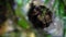 Spotted Tarantula Spider Theraphosidae Hiding in Hole. Jungle Safari in Rainforest of Malaysia. Nocturnal Wild Animals