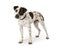 Spotted Terrier Crossbreed Dog Standing on White
