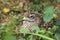 Spotted thick-knee