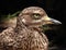 Spotted thick-knee bird
