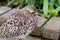 Spotted thick knee at Birds of Eden in Plettenberg Bay South Africa