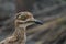 Spotted Thick-knee (Burhinus capensis)