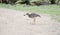 Spotted Thick-knee Burhinus capensis Catching a Beetle