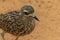 A spotted thick knee Burhinus capensis stands and looks around in the desert sand. Native to South Africa, Ethiopia, Kenya,