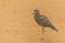 A spotted thick knee Burhinus capensis stands and looks around in the desert sand. Native to South Africa, Ethiopia, Kenya,