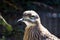 Spotted Thick Knee (Burhinus capensis), is a wader in the family Burhinidae