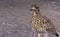 Spotted thick knee or Cape thick knee