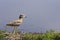 Spotted thick knee or Cape thick knee