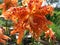 Spotted Tiger Lily Flowers in July