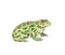 Spotted toad illustration isolated on white background. Realistic hand drawn painting.