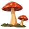 Spotted toadstool cap