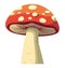 Spotted toadstool illustration vector