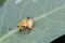 Spotted tortoise beetle ,Cassida miliaris  Aspidomorpha miliaris Fabricius , Yellow-spotted ladybug with black dots on a