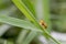 Spotted tortoise beetle ,Cassida miliaris  Aspidomorpha miliaris Fabricius , Yellow-spotted ladybug with black dots on the grass