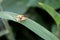 Spotted tortoise beetle ,Cassida miliaris  Aspidomorpha miliaris Fabricius , Yellow-spotted ladybug with black dots on the grass