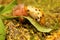 A spotted tortoise beetle is having a moulting process.