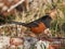 Spotted Towhee