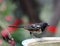 Spotted towhee