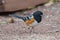 Spotted Towhee