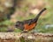 Spotted Towhee