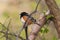 Spotted Towhee