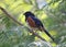 Spotted Towhee