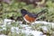 Spotted towhee bird