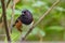 Spotted towhee bird wild life