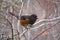 Spotted Towhee feeding in forest