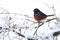 Spotted Towhee Pipilo maculatus on Snowy Branch