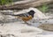 Spotted towhee by a pool in the Transitions Bird and Wildlife Photography ranch near Uvalde, Texas.l