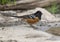 Spotted towhee by a pool in the Transitions Bird and Wildlife Photography ranch near Uvalde, Texas.l