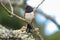 Spotted Towhee resting