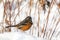 Spotted towhee and snow